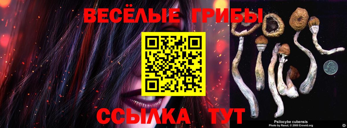 Галлюциногенные грибы Psilocybine cubensis Нальчик